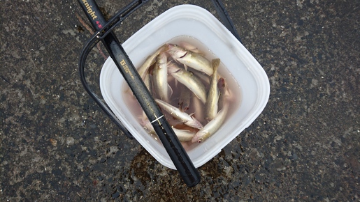 コマイ釣り紋別編
