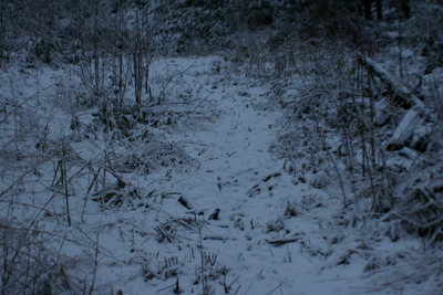 雪中行軍・・？