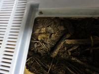 カブトの幼虫の様子を覗いてみた　すでにその4
