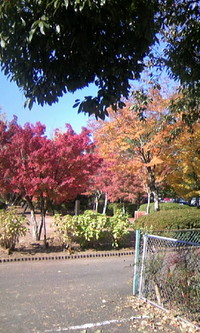 紅葉！ 2007/11/24 11:35:13