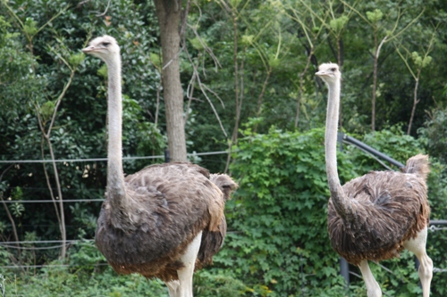 ンザビ国立公園