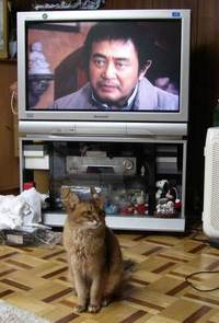 北斗の猫？