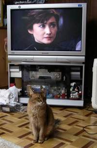 北斗の猫？
