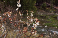 春、里の川