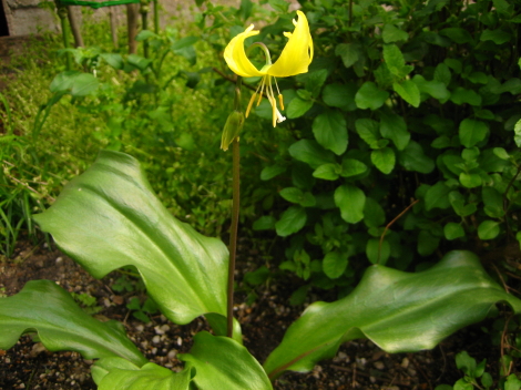 開花の季節
