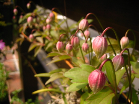 開花の季節