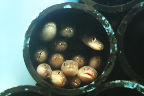 須磨海浜水族園