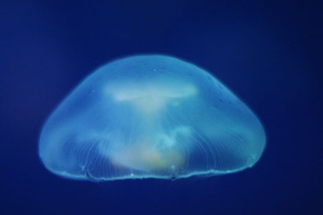 須磨海浜水族園