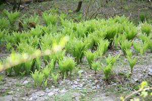 新緑・芦生の森