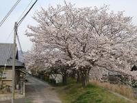 さくらの見える町