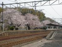 さくらの見える町