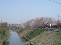 我が家の周辺のサクラ