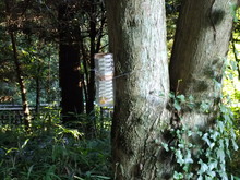 夏休みの自由研究、大丈夫？？