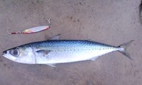バーサー　came back（4/10） 2011/08/17 23:28:46