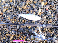 2013年度の海開きは魚祭＠ホームサーフ 2013/04/01 18:42:36