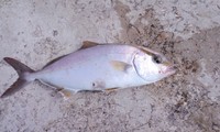 強風の中の鮮血 2011/10/02 16:19:44