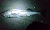 Gift from full moon 2012/01/13 02:12:38
