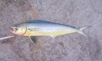 初!!ペンペンfrom表浜 2012/07/11 13:11:11
