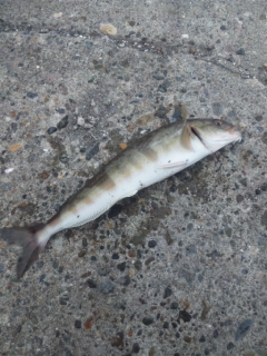 ホッケ釣り2013その１