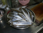 紋別釣行その３