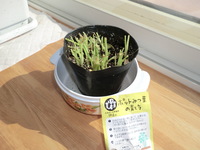 ポット植えその２