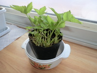 ポット植えその２