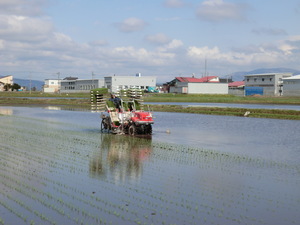 田植え