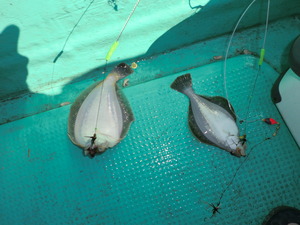 枝幸沖カレイ2011その３