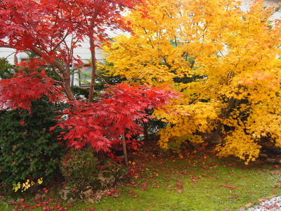 紅葉
