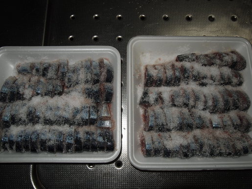 サケ釣り餌サンマ編