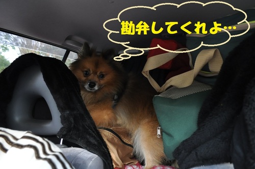 代車でキャンプ　IN　有野実苑