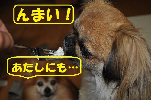 comomo　Birthday＠2012
