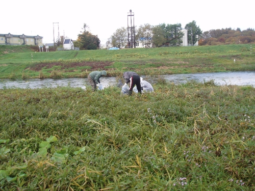 １０月２７日（日）、千歳川　秋の清掃活動。