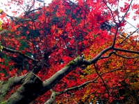 丹波山村～城山湖　【１１月１２日（水）～１１月１３日（木）】其の壱 2014/11/15 12:30:59