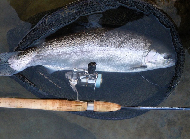 天竜川水系の釣り, 渓流釣り