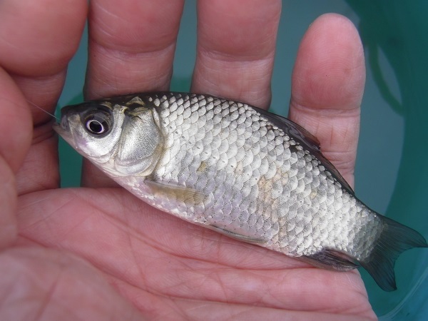 御近所釣行 お散歩がてらに小物釣り:近所の水路で小鮒を釣ってきました 今度は両型の小鮒を連発♪