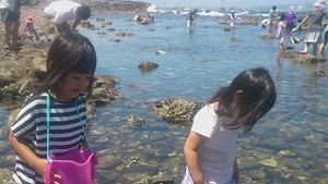阿字ヶ浦海岸の磯遊び 阿字ヶ浦海岸の磯遊び