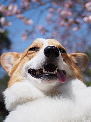 2015/04/12 霞ヶ浦総合公園