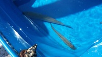 尾鷲　釣りキャンプ