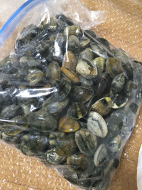 三河湾　アサリ　送ってみましたよ