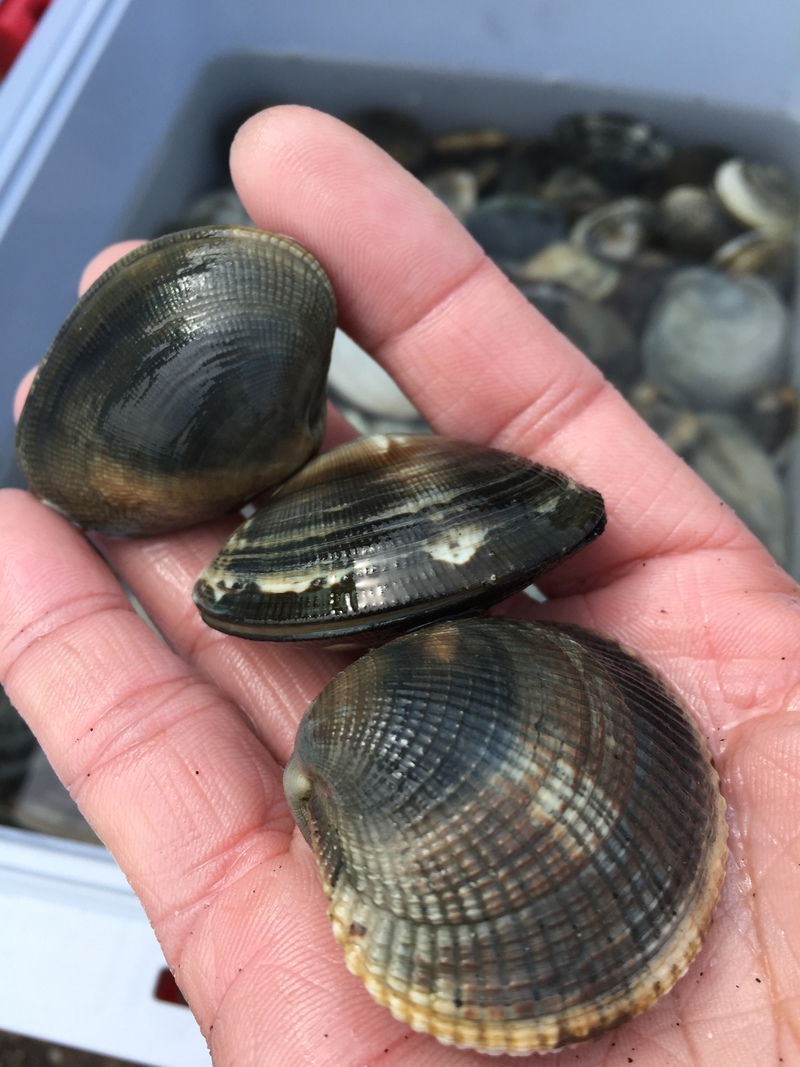 三河湾  潮干狩り