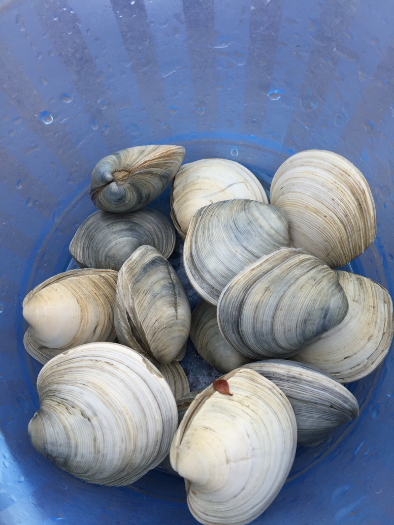 三河湾  潮干狩り