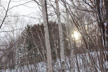 大風で落ちたもの