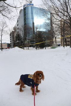 開幕2日前のさっぽろ雪まつり