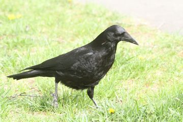 5月の鳥残し