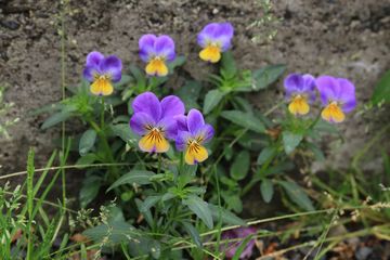 薔薇はもう咲いたか