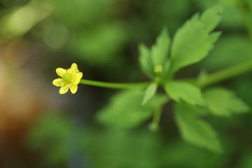 夏を迎えたN公園の花