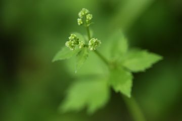 夏を迎えたN公園の花