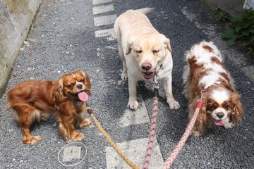 ゴジュウカラ逆さにて失礼します