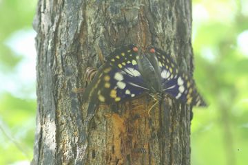 オオムラサキ対スズメバチ